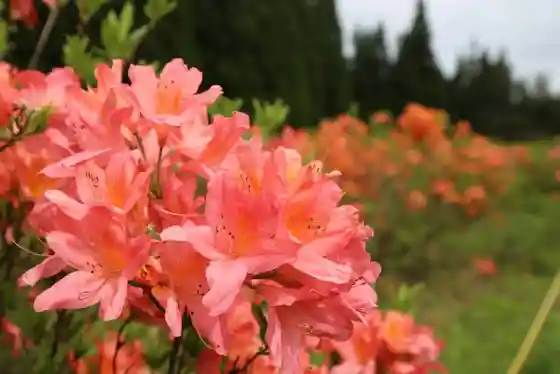 Tsutsuji Hara Park