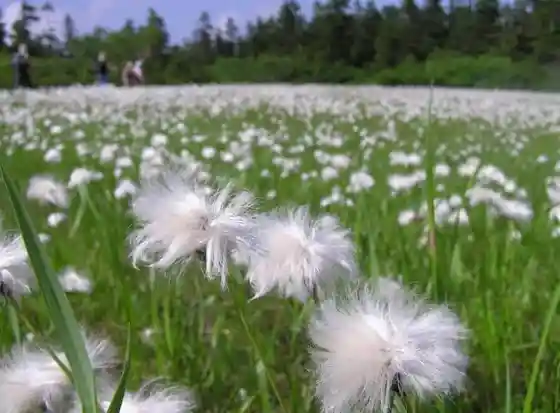 Komatsubara Marsh