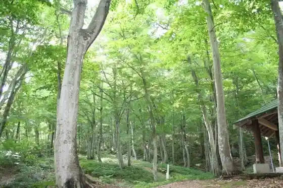 Niroku Koen Buna Hayashi