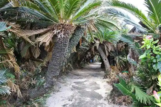 Kanamizaki Cycad Tunnel