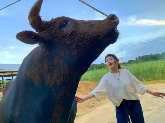 Bullfighting Interaction Experience
