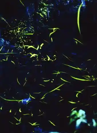 Okawa Fireflies