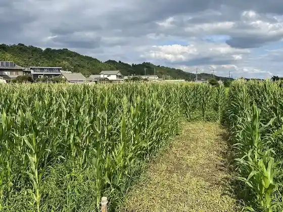 Corn Maze (Myoginotsuchi Farm)