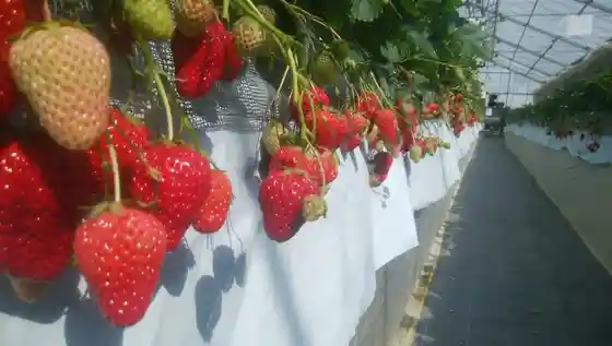 Takada Strawberry Garden