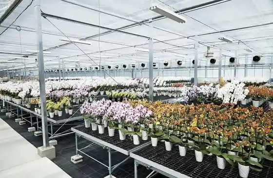 Marui Orchid Development Center