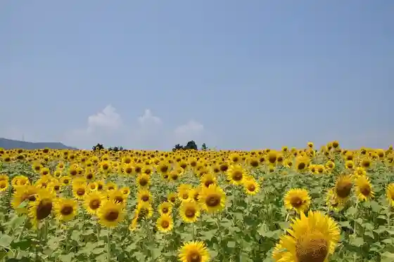 Tomioka Nyu District Sunflower Fields