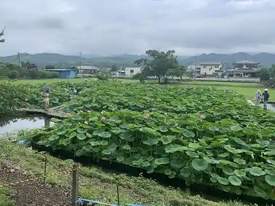 Kannari Ancient Lotus Village