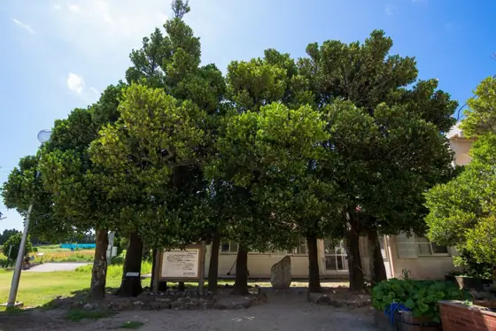 Fukugi Grove at Former Tonaki Elementary and Junior High School