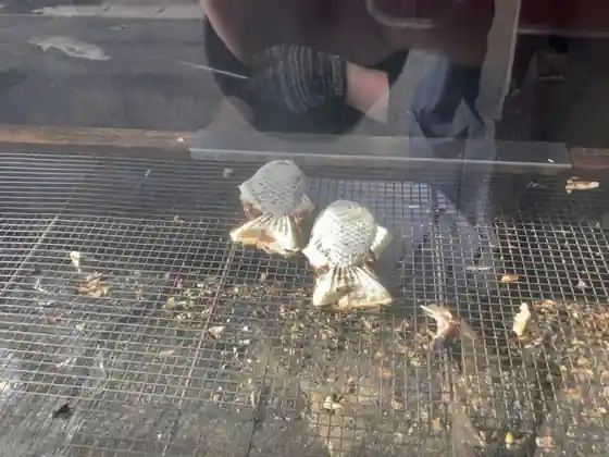 Yonezawa Tai Yaki
