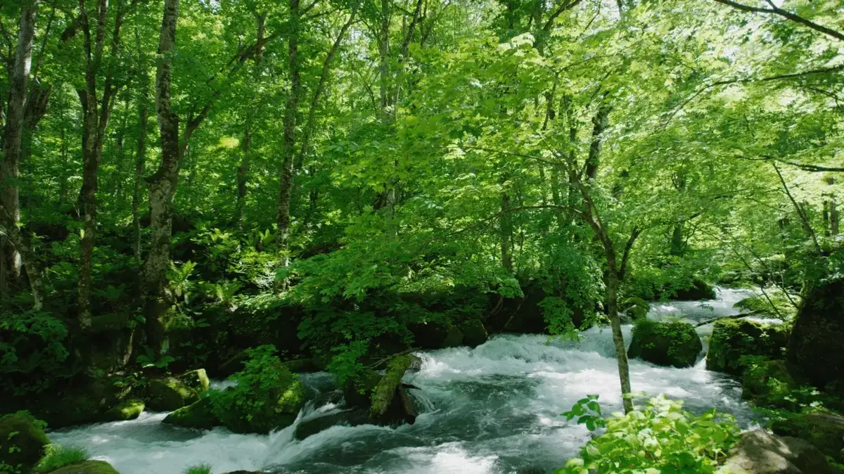 Oirase Keiryu