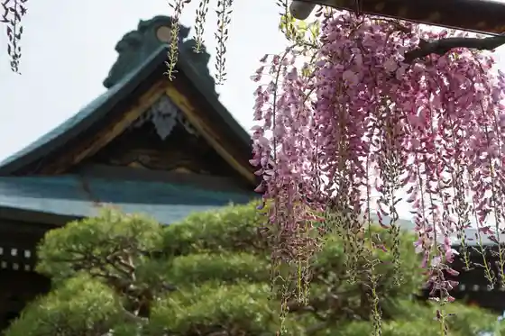 Tricolor Wisteria at Senryu-in Temple