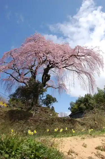 Sasamidaira Weeping Cherry
