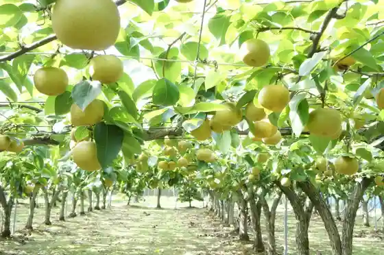 Kosugi Farm