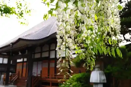 Hachi Oji no Oshiro Fuji