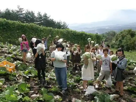 Cabbage Planting and Harvest Experience