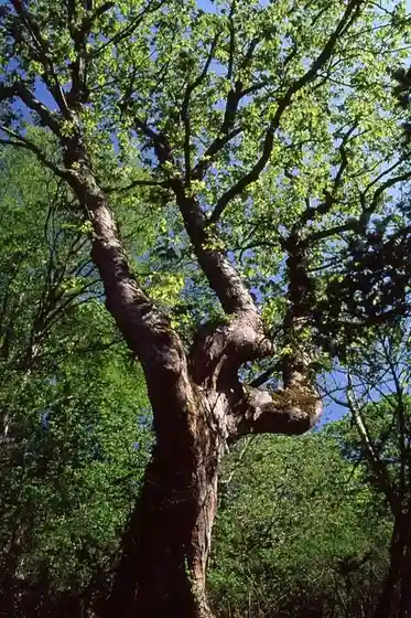 Ken Kura no Dai Tochi