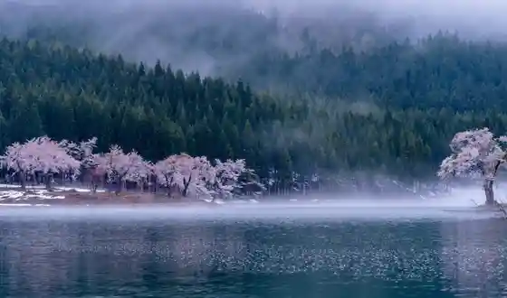 Nakako Cherry Blossoms