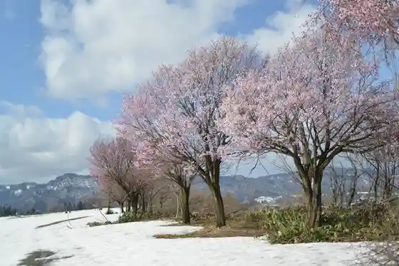 Dankyu Sakura