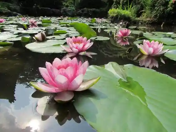 Water Lilies at Keirin-ji Temple