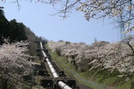 Shika Ryu Hatsudensho Cherry Blossoms