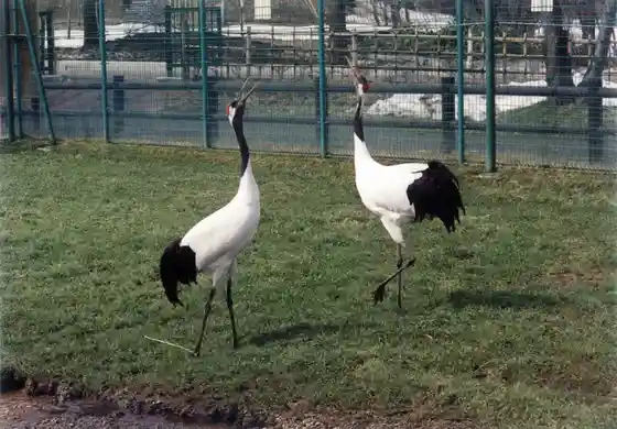 Red-crowned Crane Nature Park