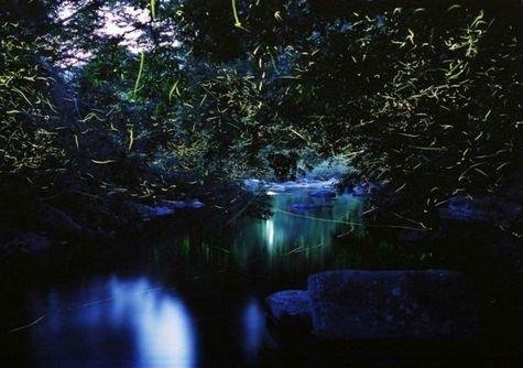 Firefly Viewing