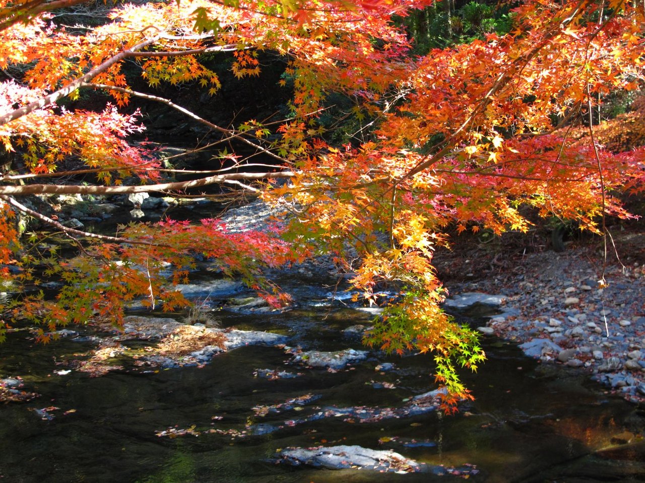 Shushi Maple Avenue
