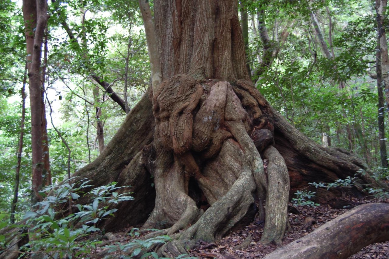 Tatsurayama Primeval Forest