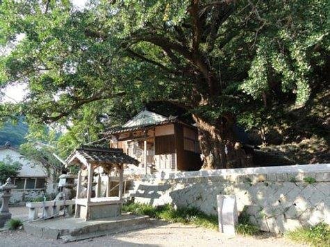 Mutsugozen Shrine Great Ginkgo