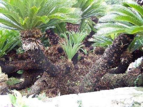 Karasu Giant Sago Palm