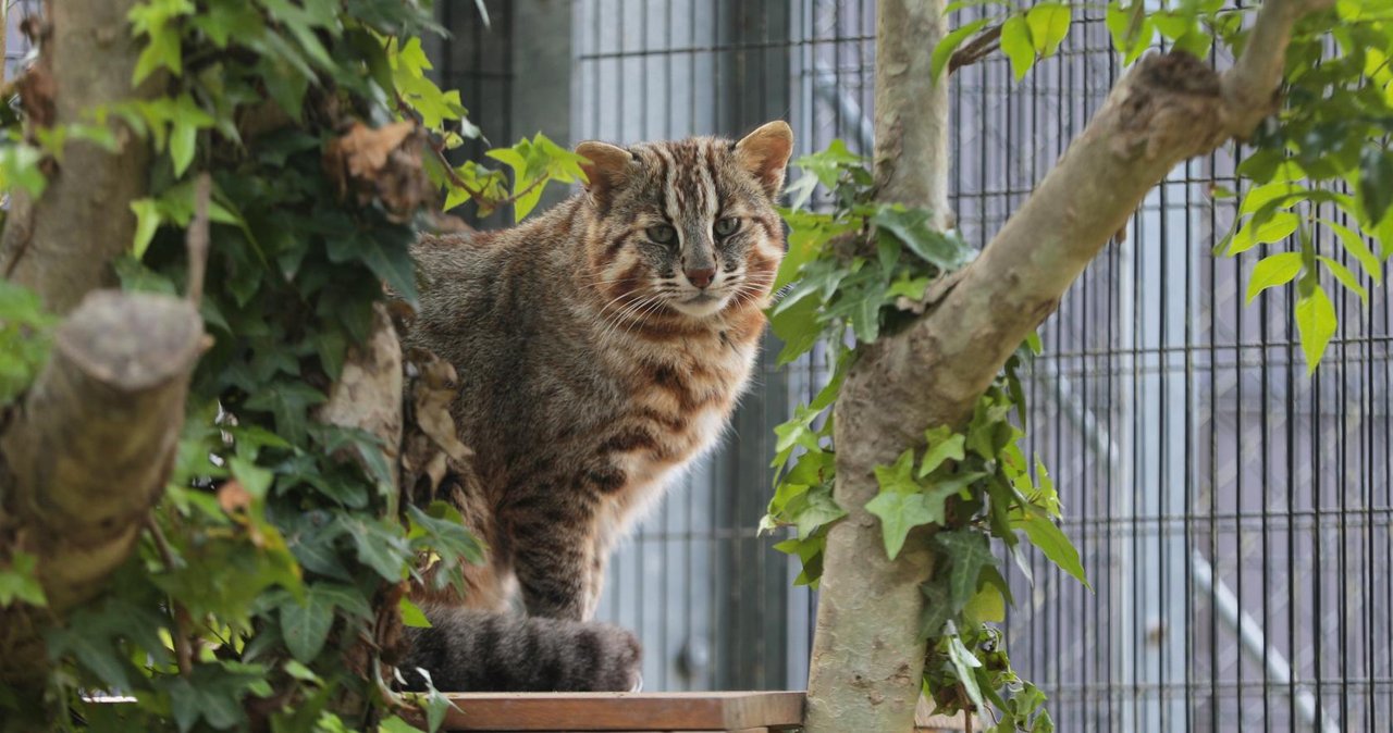Tsushima Wildlife Conservation Center