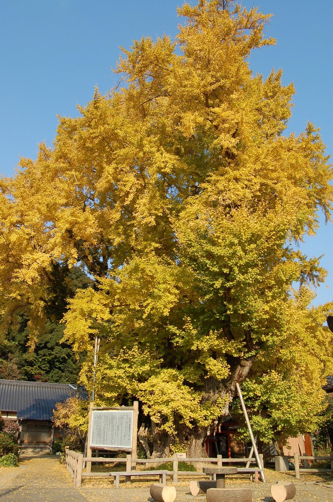 Great Ginkgo of Kin