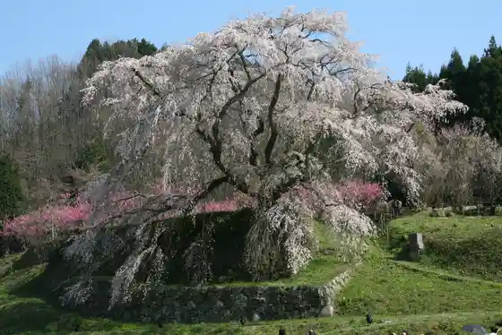 Matabe Sakura (Hongo no Taki Sakura)