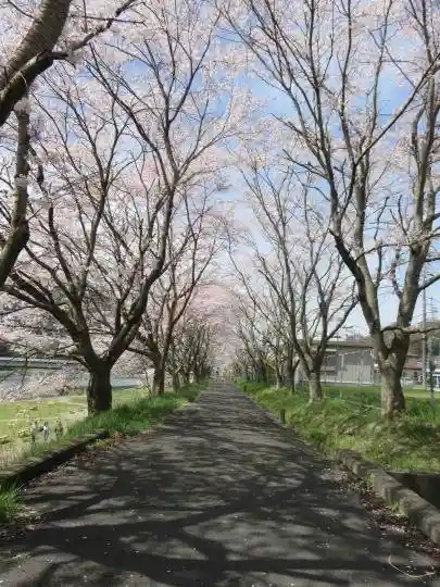 Katsura Riverbank Cherry Blossoms