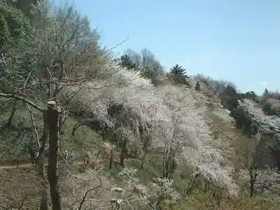 Cherry Blossoms at Ono Reservoir