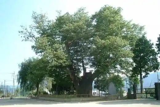 Great Zelkova at Uenohara Elementary School