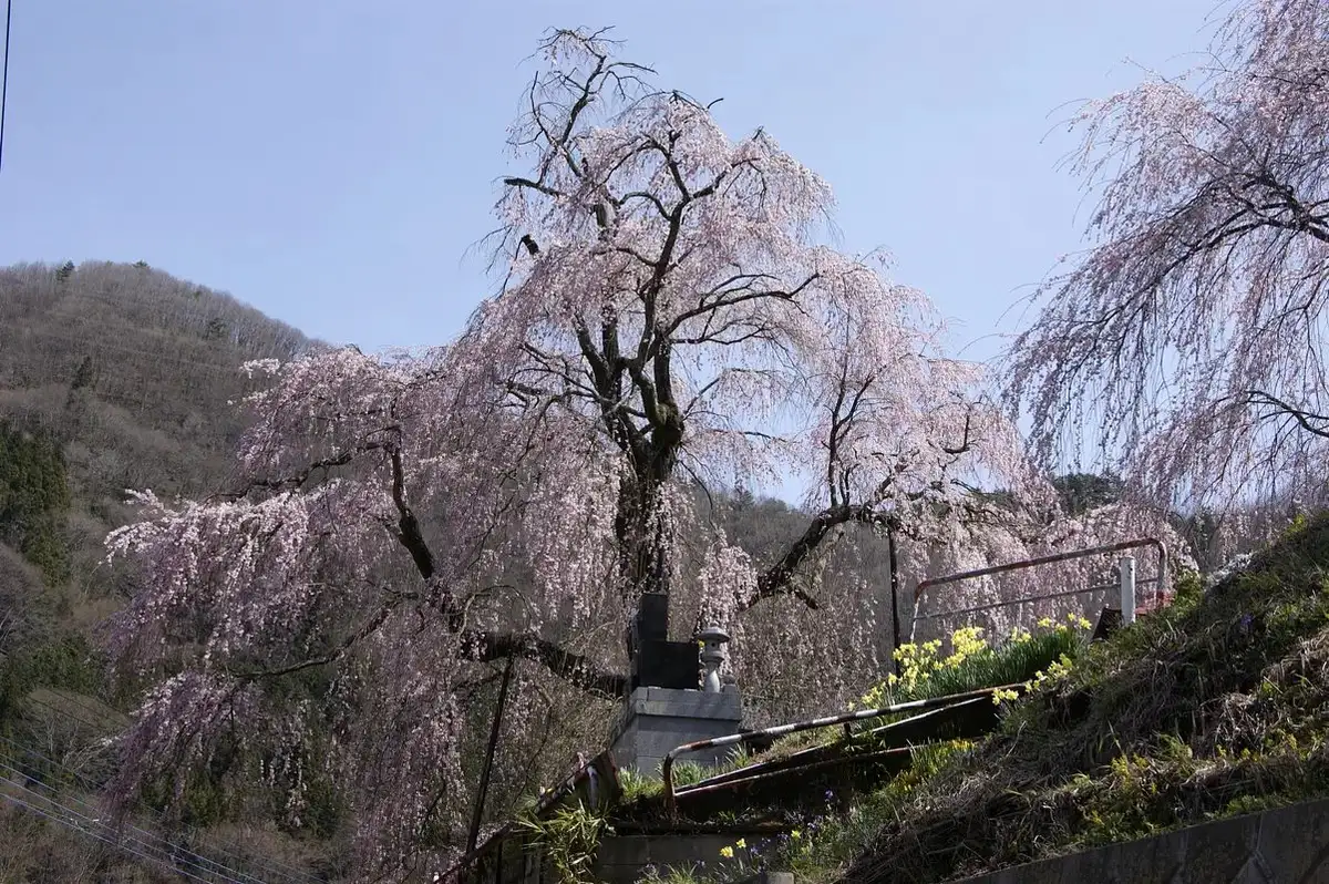 Chushoji Temple