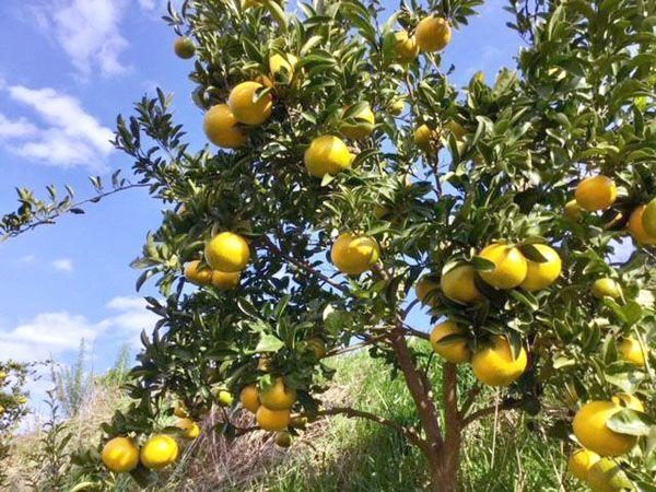Minoda Farm