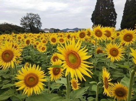 Ukiuki Toyono Sunflower Garden