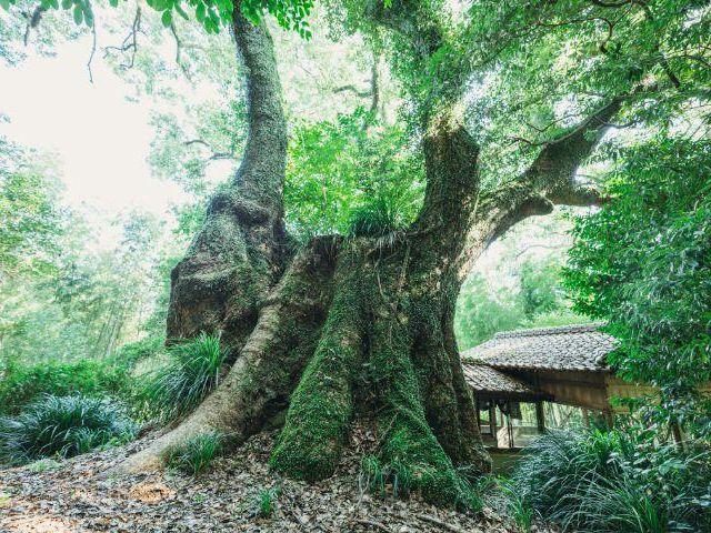 Koonoura Tenjin Camphor Tree