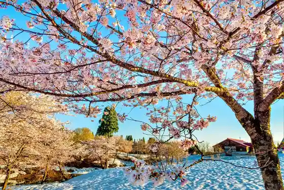 Fukuyama Toge no Setsujo Sakura