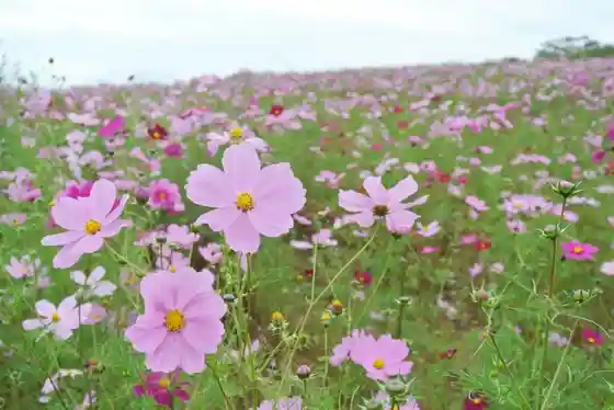Aki no Kosumosuoku