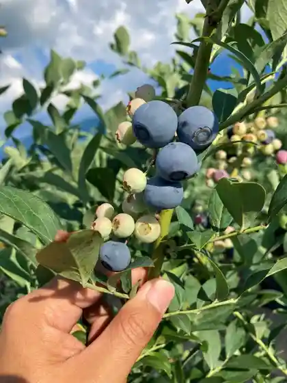 Buruberii Kari (Uonuma Mariizu Farm)