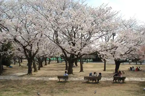 Chuo Park