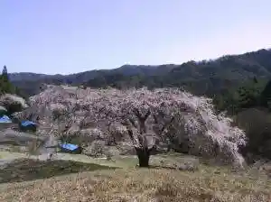 Fukumi Cherry Tree
