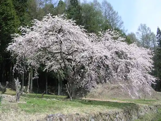 Shohei Cherry Tree