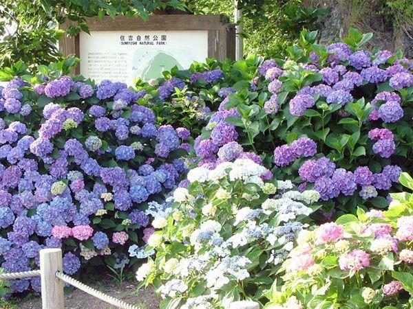 Sumiyoshi Nature Park