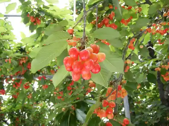 Cherry, Mango, and Peach Picking (Komaki-en)