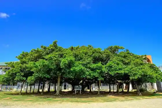 Japan's Number One Banyan