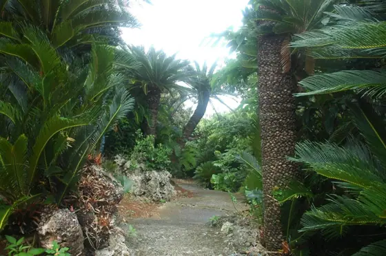 Sotetsu Jungle